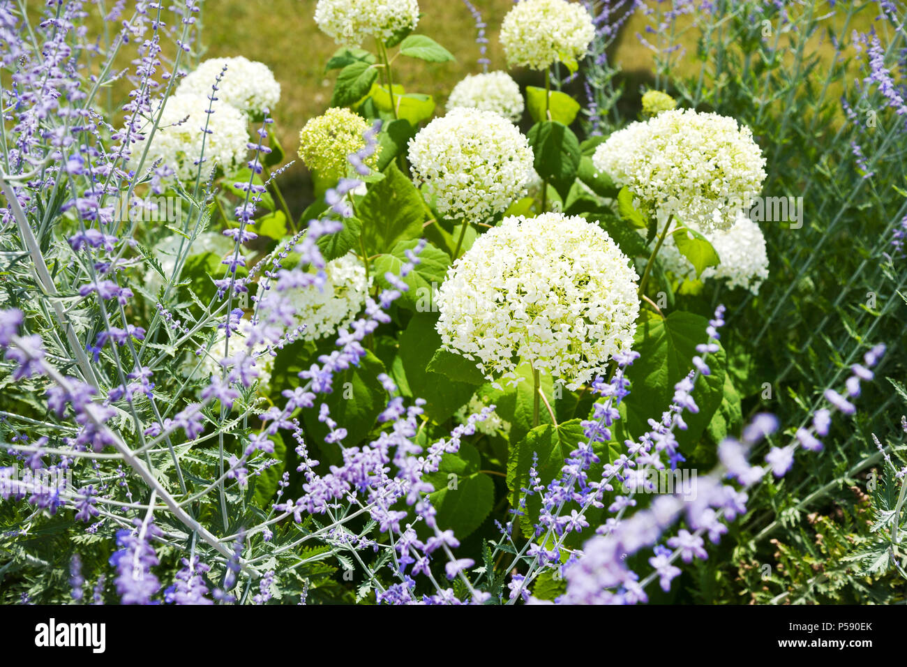 Kalina obecná un levandule / Snowball cinese viburnum fiore e LAVANDA (Lavandula) Foto Stock