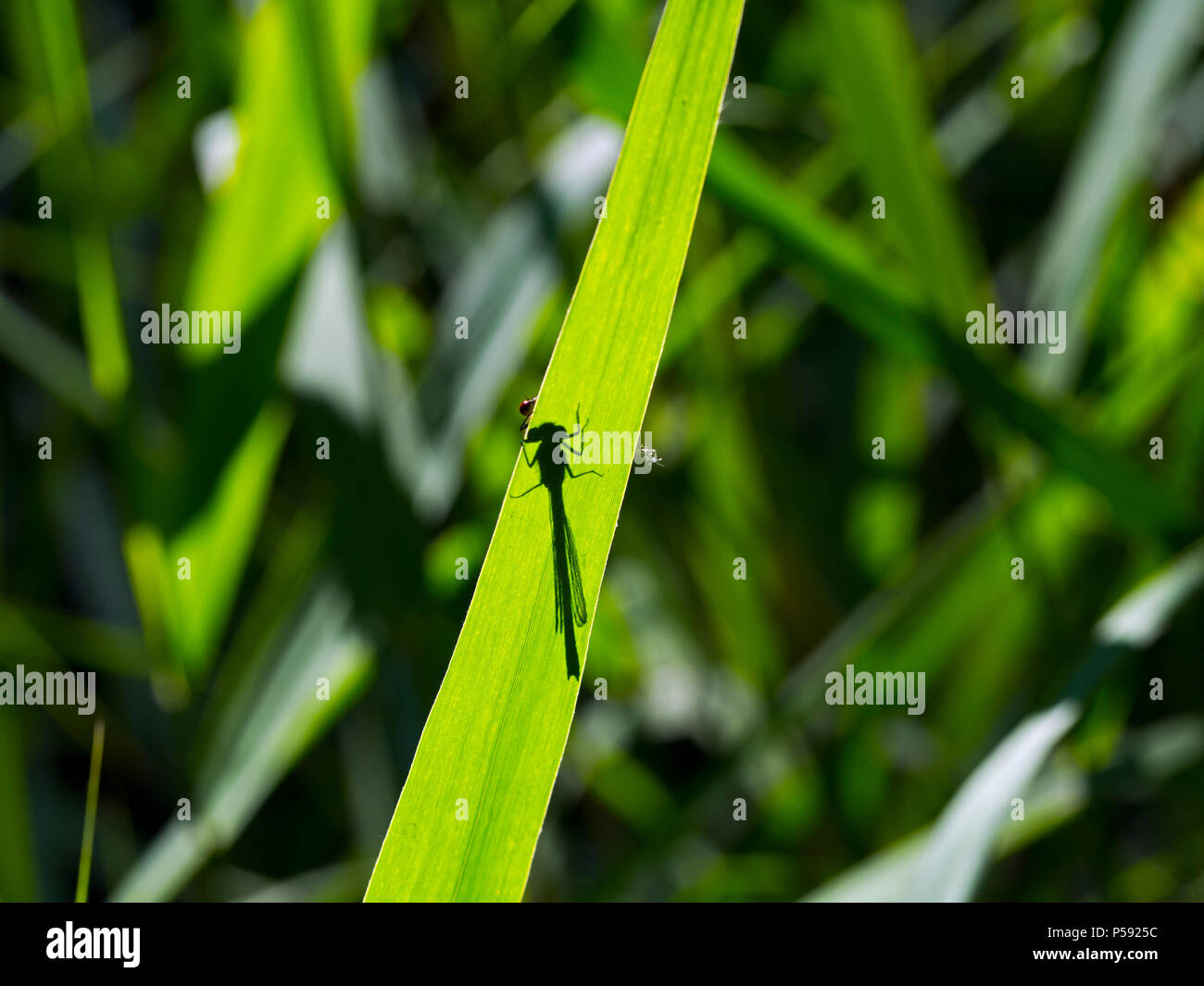 Comune Damselfly blu Enallagma cyathigerum ombra su reed Foto Stock
