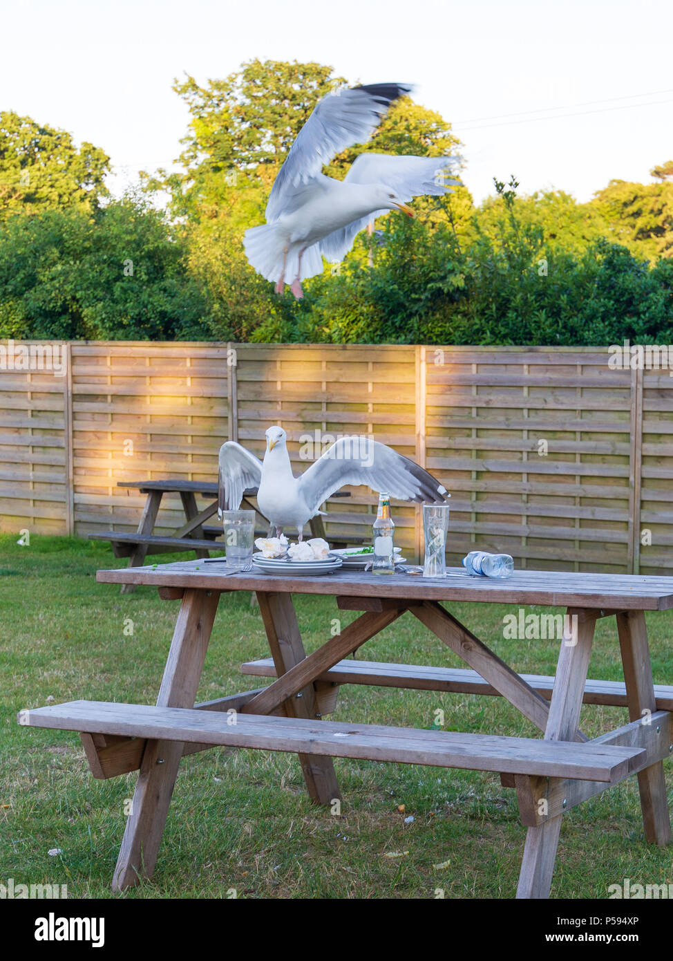 Lavaggio i gabbiani su un pub Tavolo da giardino dopo che i clienti hanno lasciato. Foto Stock