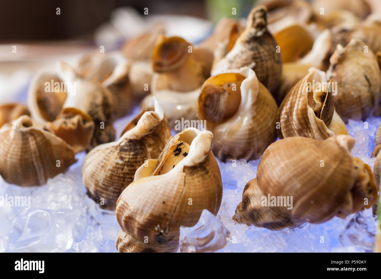 Conchiglia su ghiaccio Foto Stock