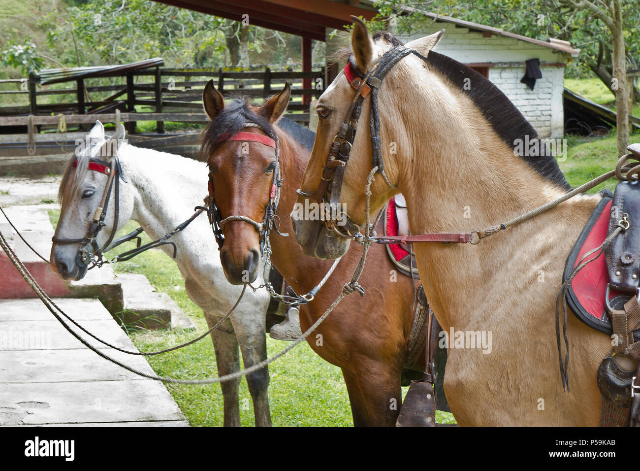 Cavalli da sella, farm in Colombia Foto Stock