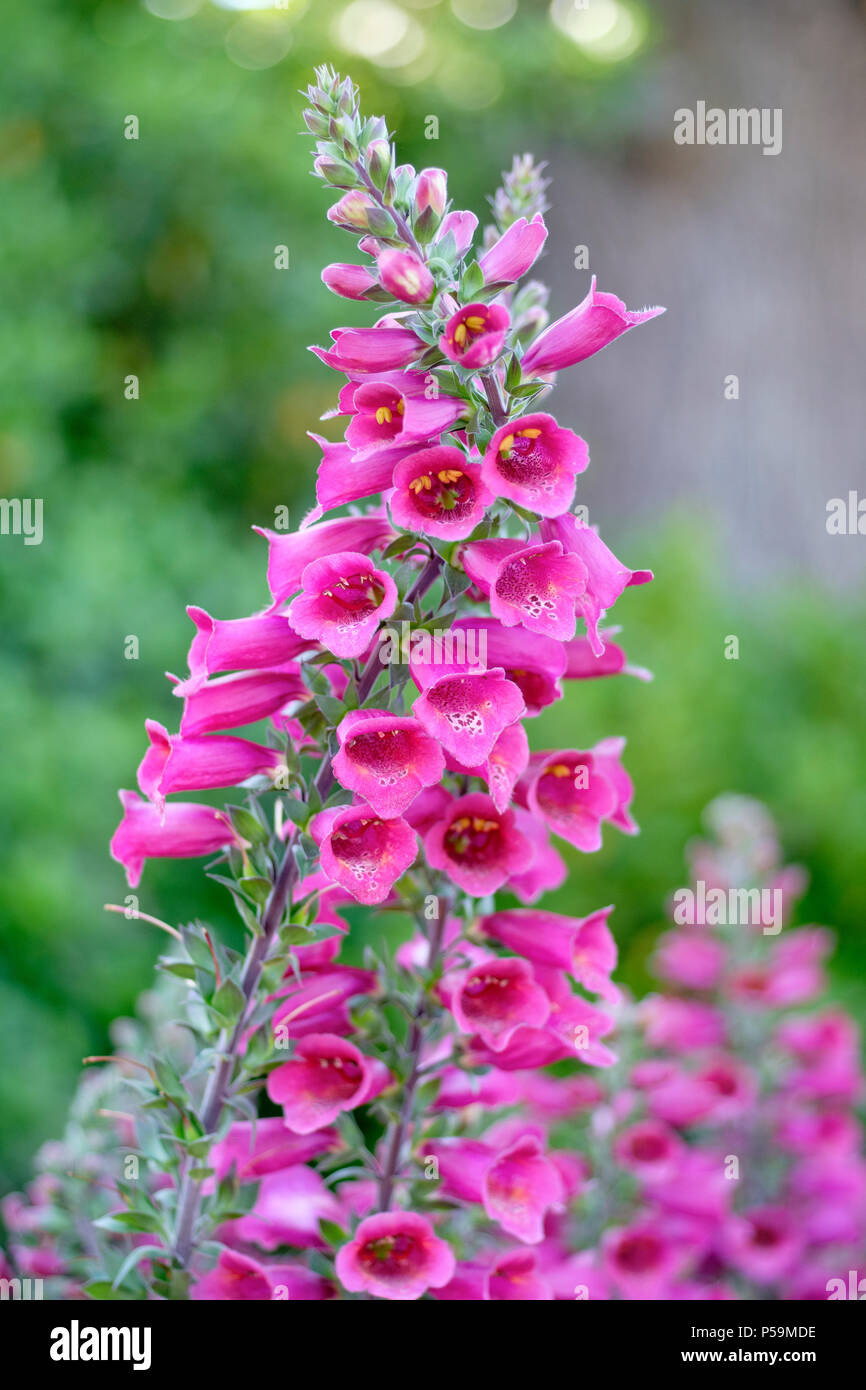 Digitalis Foxlight "prugna Oro', Foxglove "prugna Oro', close-up di fiori Foto Stock