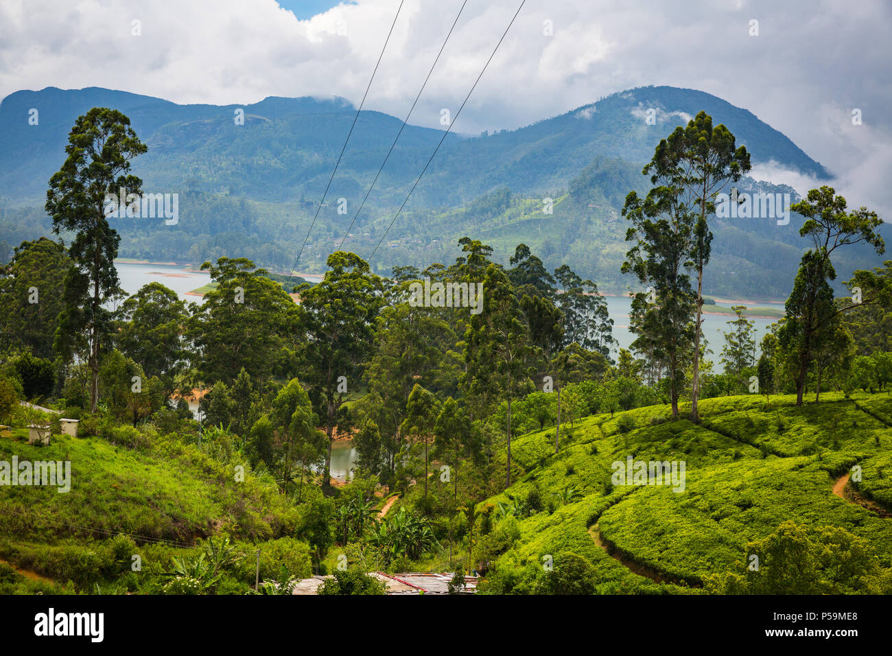 La piantagione di tè in Sri Lanka Foto Stock