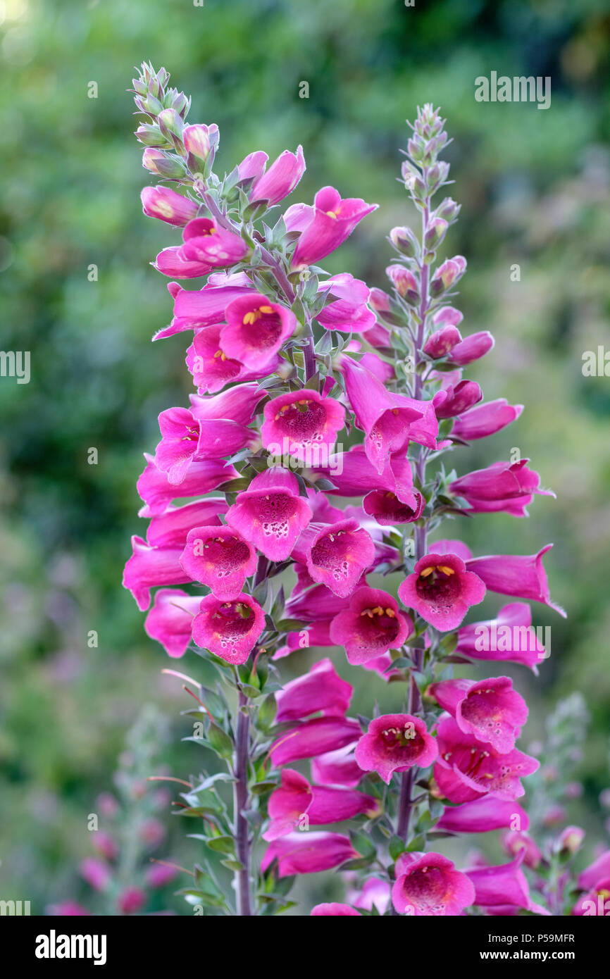 Digitalis Foxlight "prugna Oro', Foxglove "prugna Oro', close-up di fiori Foto Stock
