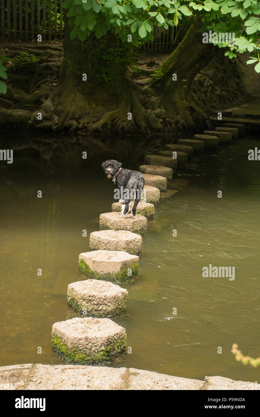 Un cane in piedi sulle pietre miliari sul fiume mole al Box Hill nel Surrey, Regno Unito Foto Stock