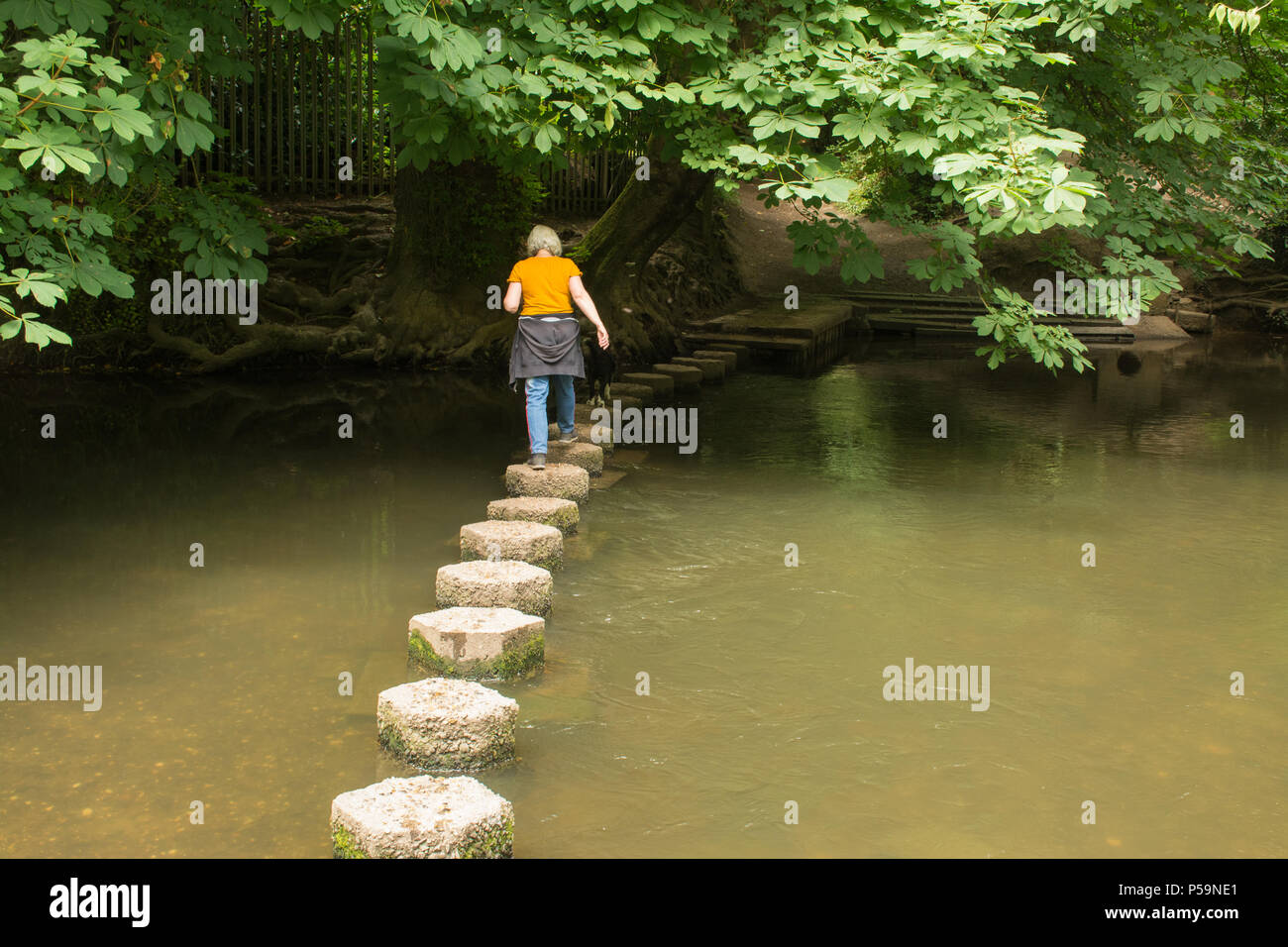 Donna attraversando le pietre miliari sul fiume mole al Box Hill nel Surrey, Regno Unito Foto Stock