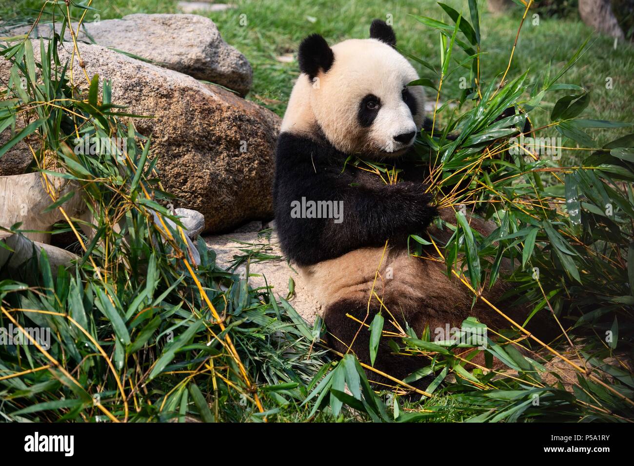 Macao, Giugno 26. Il 26 giugno, 2016. Femmina di panda gigante Xinxin mangia steli di bambù in Macao, Cina del Sud, 26 giugno 2018. Il twin panda fratelli Jianjian e Kangkang ha celebrato il loro secondo compleanno il martedì. Xinxin diede i natali alla coppia di maschi cuccioli Gemelli il 26 giugno 2016. Credito: Cheong Kam Ka/Xinhua/Alamy Live News Foto Stock