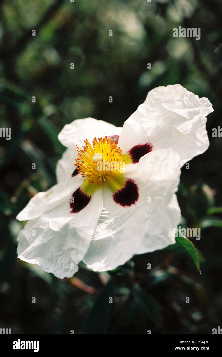 Cisto o rock rose, cultivar girato su pellicola Foto Stock