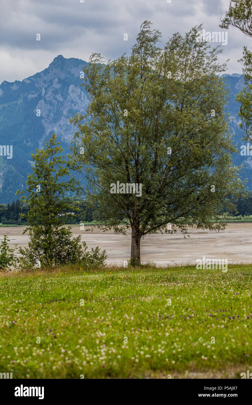 Sparse in prato con albero Foto Stock