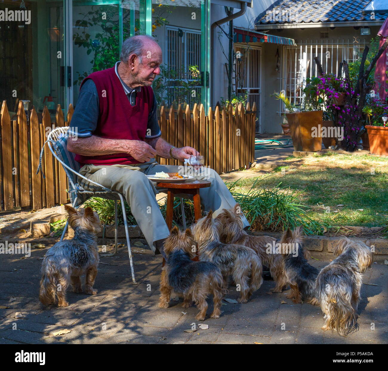 Il vecchio uomo di mangiare il pranzo all'aperto con cani aspettando pazientemente per uno snack immagine in formato paesaggio con spazio di copia Foto Stock