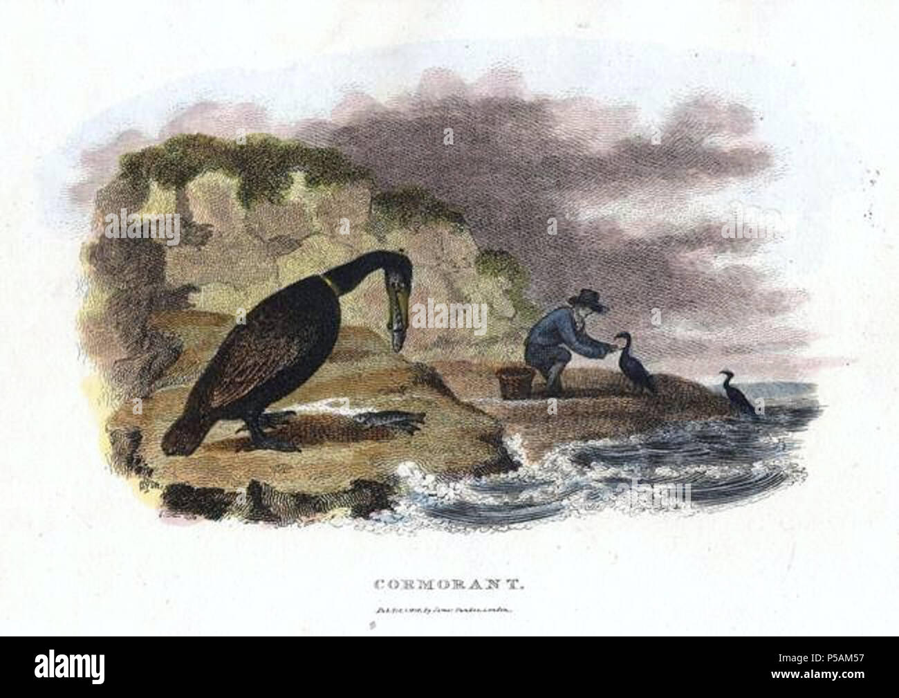 N/A. Inglese: cormorano pesca Français : Pêche au cormoran . 1806. Anonimo incisore 380 cormorano pesca Foto Stock