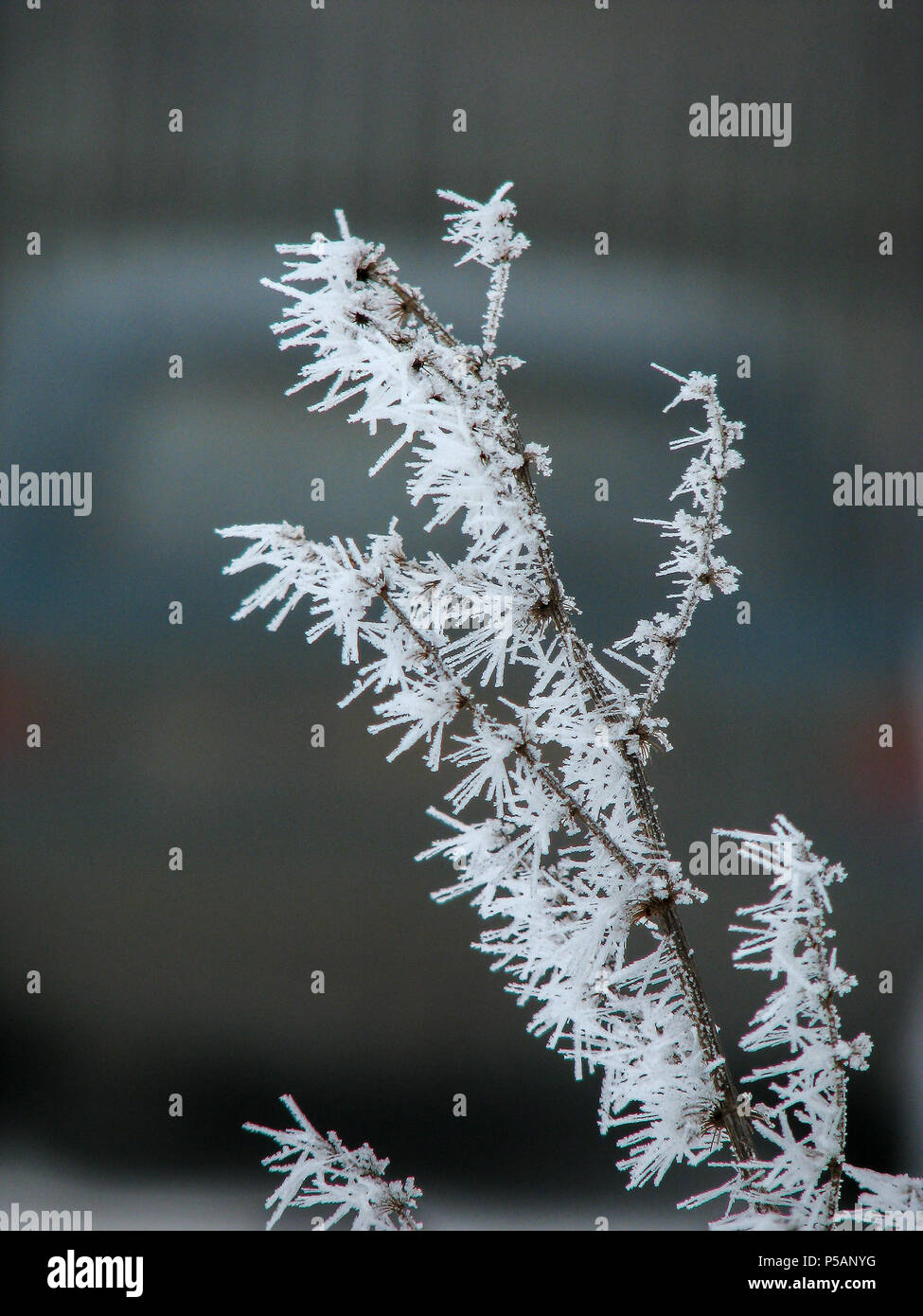 Inverno congelati ramo con cristalli di ghiaccio Foto Stock