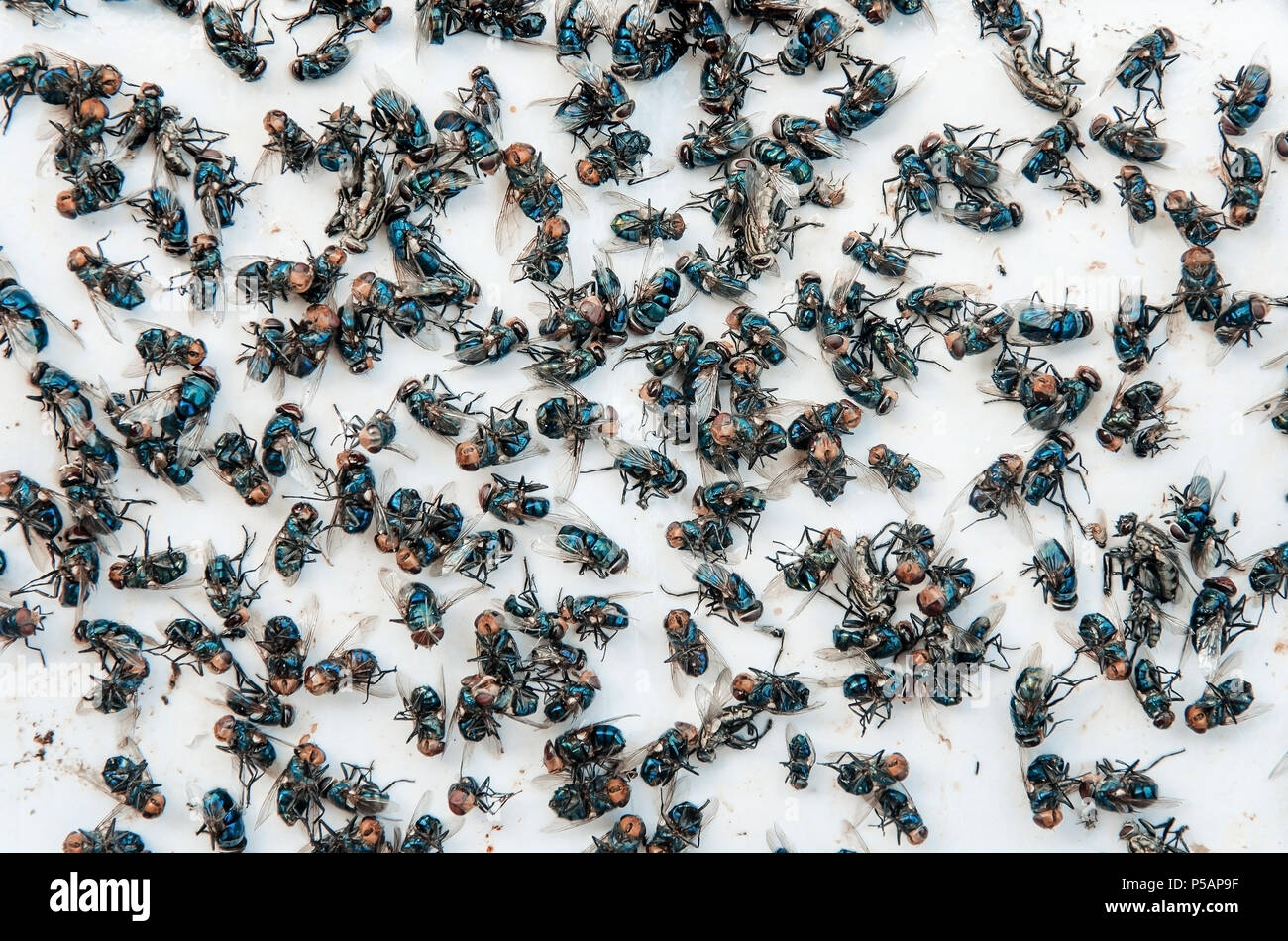 In prossimità di molte volare su un fondo bianco sporco e insetti morti volare sul pavimento, di insetto che porta la malattia e carrion di Fly Fly bug sono impo Foto Stock