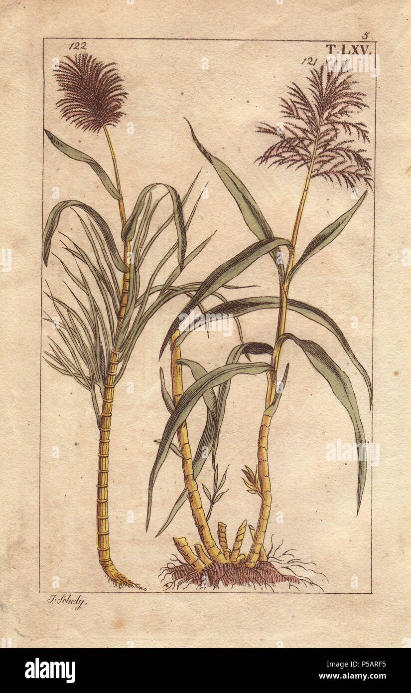 La canna da zucchero, Saccharum officinarum. Handcolored incisione su rame di una illustrazione botanica da J. Schaly da G. T. Wilhelm 'Unterhaltungen aus der Naturgeschichte' (Enciclopedia di Storia Naturale), Vienna, 1816. Gottlieb Tobias Wilhelm (1758-1811) era un pastore bavarese e naturalista ad Augsburg, dove la prima edizione è stata pubblicata. Foto Stock