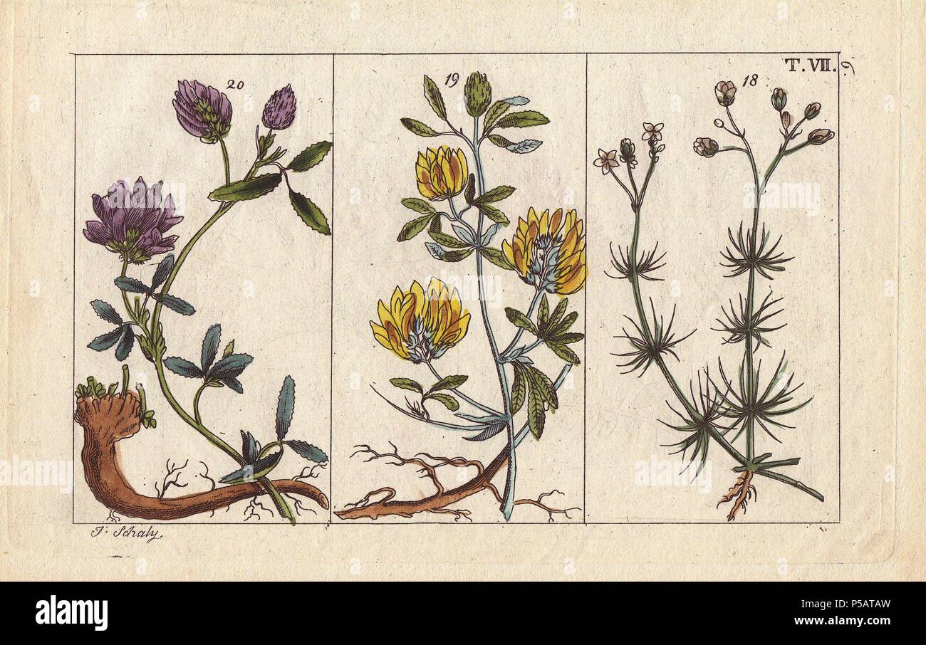 Erba medica Medicago sativa, black medic Medicago lupulina e mais spurry Spergula arvense. Handcolored incisione su rame di una illustrazione botanica da J. Schaly da G. T. Wilhelm 'Unterhaltungen aus der Naturgeschichte' (Enciclopedia di Storia Naturale), Vienna, 1817. Gottlieb Tobias Wilhelm (1758-1811) era un pastore bavarese e naturalista ad Augsburg, dove la prima edizione è stata pubblicata. Foto Stock