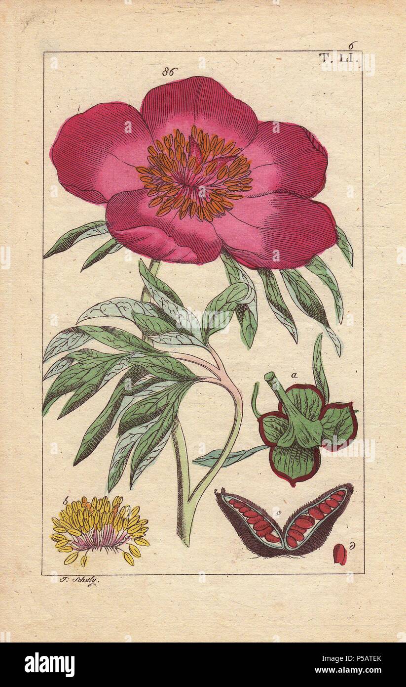 Crimson peonia fiore con semi, Paeonia officinalis. Handcolored incisione su rame di una illustrazione botanica da J. Schaly da G. T. Wilhelm 'Unterhaltungen aus der Naturgeschichte' (Enciclopedia di Storia Naturale), Vienna, 1817. Gottlieb Tobias Wilhelm (1758-1811) era un pastore bavarese e naturalista ad Augsburg, dove la prima edizione è stata pubblicata. Foto Stock