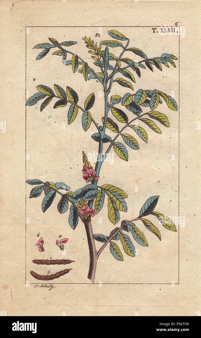 Vero indaco Indigofera tinctoria. Handcolored incisione su rame di una illustrazione botanica da G. T. Wilhelm 'Unterhaltungen aus der Naturgeschichte' (Enciclopedia di Storia Naturale), Vienna, 1816. Gottlieb Tobias Wilhelm (1758-1811) era un pastore bavarese e naturalista ad Augsburg, dove la prima edizione è stata pubblicata. Foto Stock