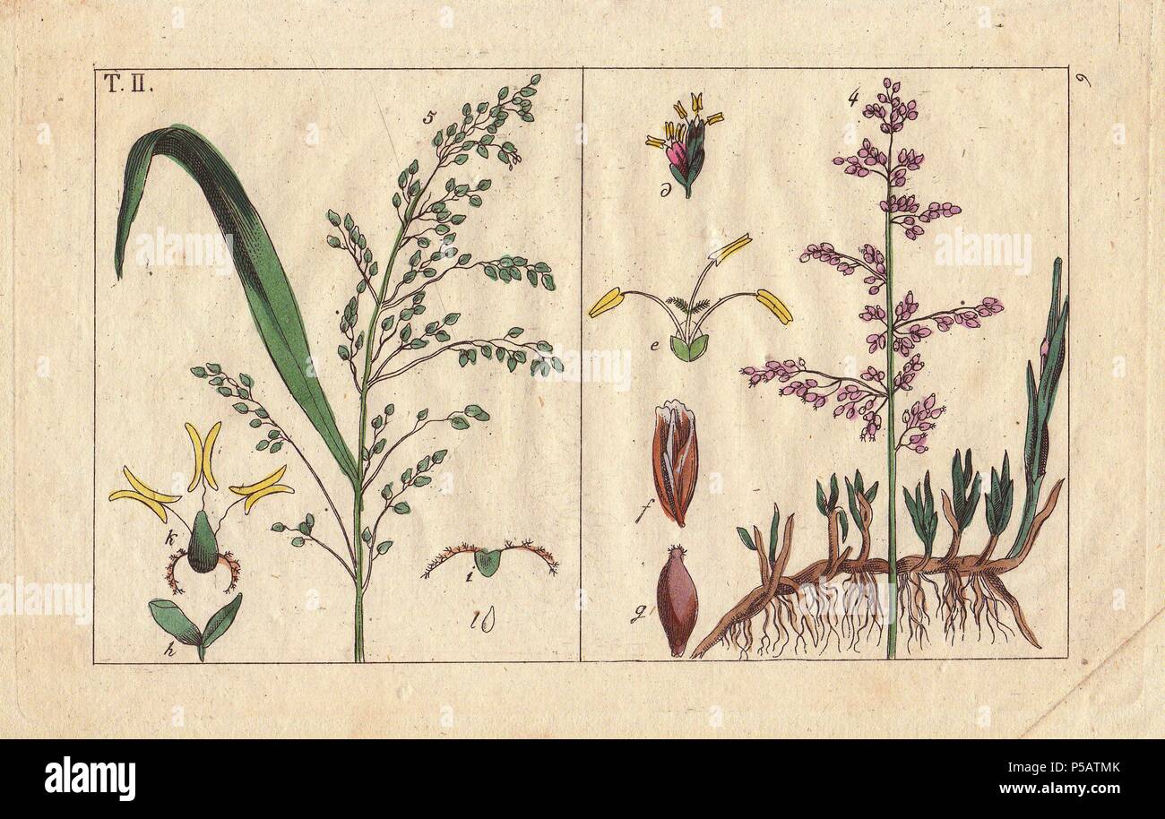 Brookgrass, Aira aquatica e diffondendo il miglio di erba, Milium effusum. Handcolored incisione su rame di una illustrazione botanica da G. T. Wilhelm 'Unterhaltungen aus der Naturgeschichte' (Enciclopedia di Storia Naturale), Vienna, 1816. Gottlieb Tobias Wilhelm (1758-1811) era un pastore bavarese e naturalista ad Augsburg, dove la prima edizione è stata pubblicata. Foto Stock