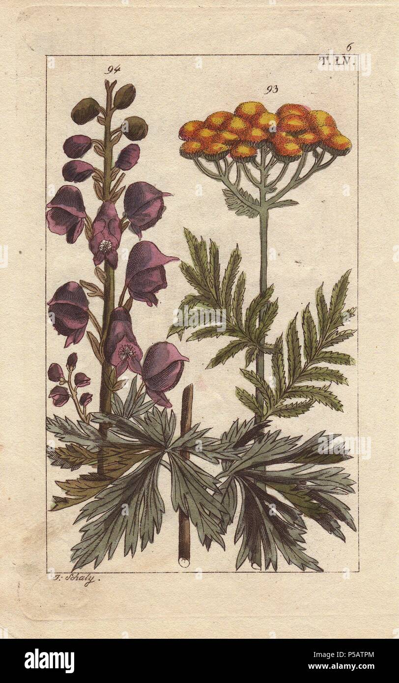 Tansy, Tanacetum officinale, Monkshood, Aconitum napellus. Handcolored incisione su rame di una illustrazione botanica da G. T. Wilhelm 'Unterhaltungen aus der Naturgeschichte' (Enciclopedia di Storia Naturale), Vienna, 1816. Gottlieb Tobias Wilhelm (1758-1811) era un pastore bavarese e naturalista ad Augsburg, dove la prima edizione è stata pubblicata. Foto Stock