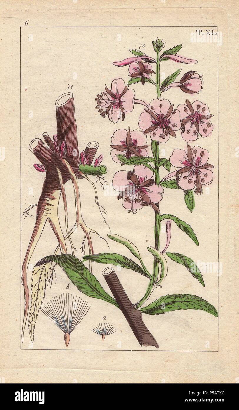 Fireweed o Rosebay willowherb, Epilobium angustifolium. Handcolored incisione su rame di una illustrazione botanica da G. T. Wilhelm 'Unterhaltungen aus der Naturgeschichte' (Enciclopedia di Storia Naturale), Vienna, 1816. Gottlieb Tobias Wilhelm (1758-1811) era un pastore bavarese e naturalista ad Augsburg, dove la prima edizione è stata pubblicata. Foto Stock