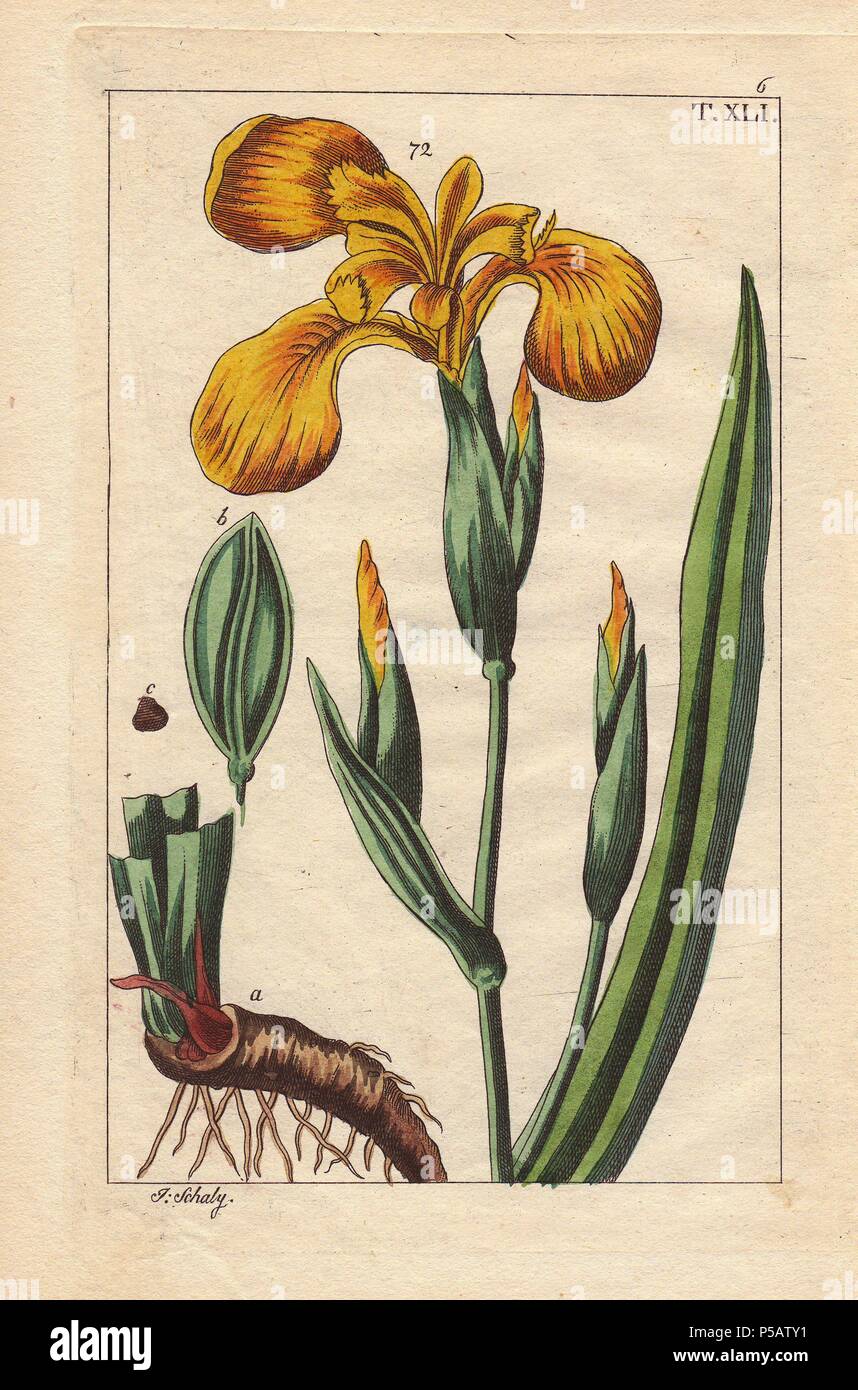 Bandiera gialla iris e radice, Iris pseudacorus. Handcolored incisione su rame di una illustrazione botanica da J. Schaly da G. T. Wilhelm 'Unterhaltungen aus der Naturgeschichte' (Enciclopedia di Storia Naturale), Vienna, 1817. Gottlieb Tobias Wilhelm (1758-1811) era un pastore bavarese e naturalista ad Augsburg, dove la prima edizione è stata pubblicata. Foto Stock