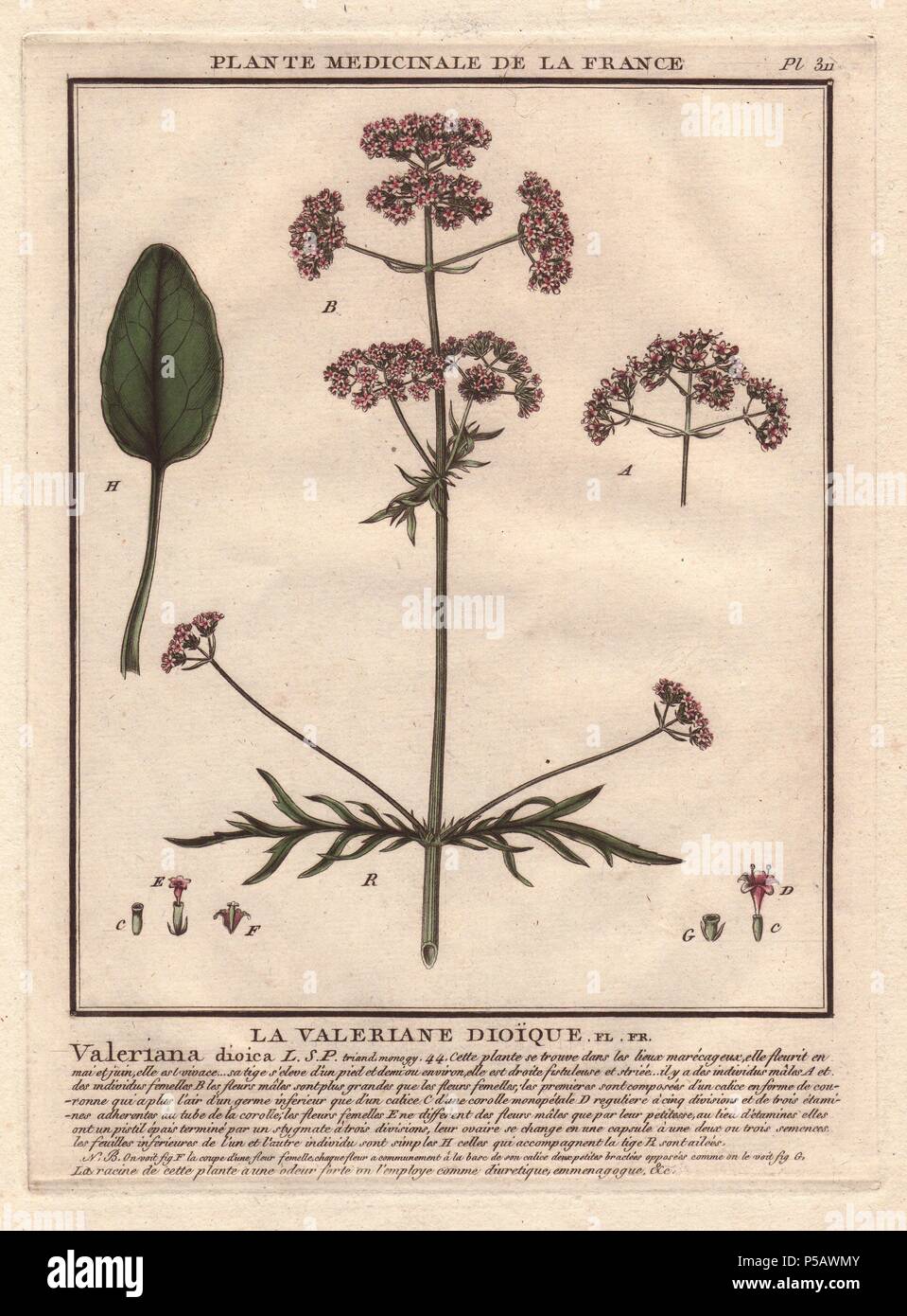 Valeriana (Valeriana officinalis).. . Botanico francese Jean Baptiste François Pierre Bulliard nasce intorno al 1742 a Aubepierre-en-Barrois (Haute Marne) e morì il 26 settembre 1793 a Parigi. Ha studiato a Angers e successivamente illustrato e pubblicato un numero di botanica e Micologico di opere sulla flora francese. Ha studiato arte e incisione sotto Francois Martinet, il celebre artista di molti di Buffon's libri di storia naturale. Foto Stock