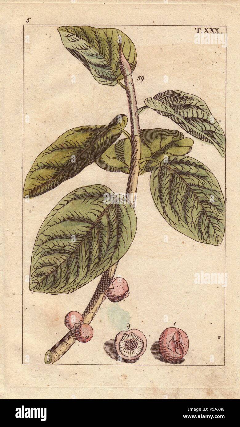 Fig ramo con frutta, Ficus bengalensis. Handcolored incisione su rame di una illustrazione botanica da J. Schaly da G. T. Wilhelm 'Unterhaltungen aus der Naturgeschichte' (Enciclopedia di Storia Naturale), Vienna, 1816. Gottlieb Tobias Wilhelm (1758-1811) era un pastore bavarese e naturalista ad Augsburg, dove la prima edizione è stata pubblicata. Foto Stock