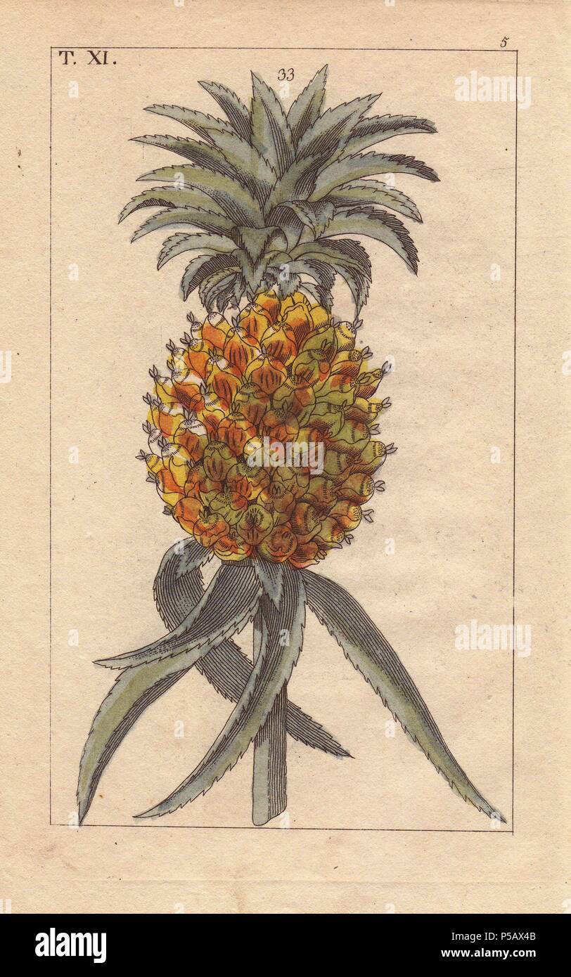 Ananas, bromelia ananas. Handcolored incisione su rame di una illustrazione botanica da J. Schaly da G. T. Wilhelm 'Unterhaltungen aus der Naturgeschichte' (Enciclopedia di Storia Naturale), Vienna, 1816. Gottlieb Tobias Wilhelm (1758-1811) era un pastore bavarese e naturalista ad Augsburg, dove la prima edizione è stata pubblicata. Foto Stock