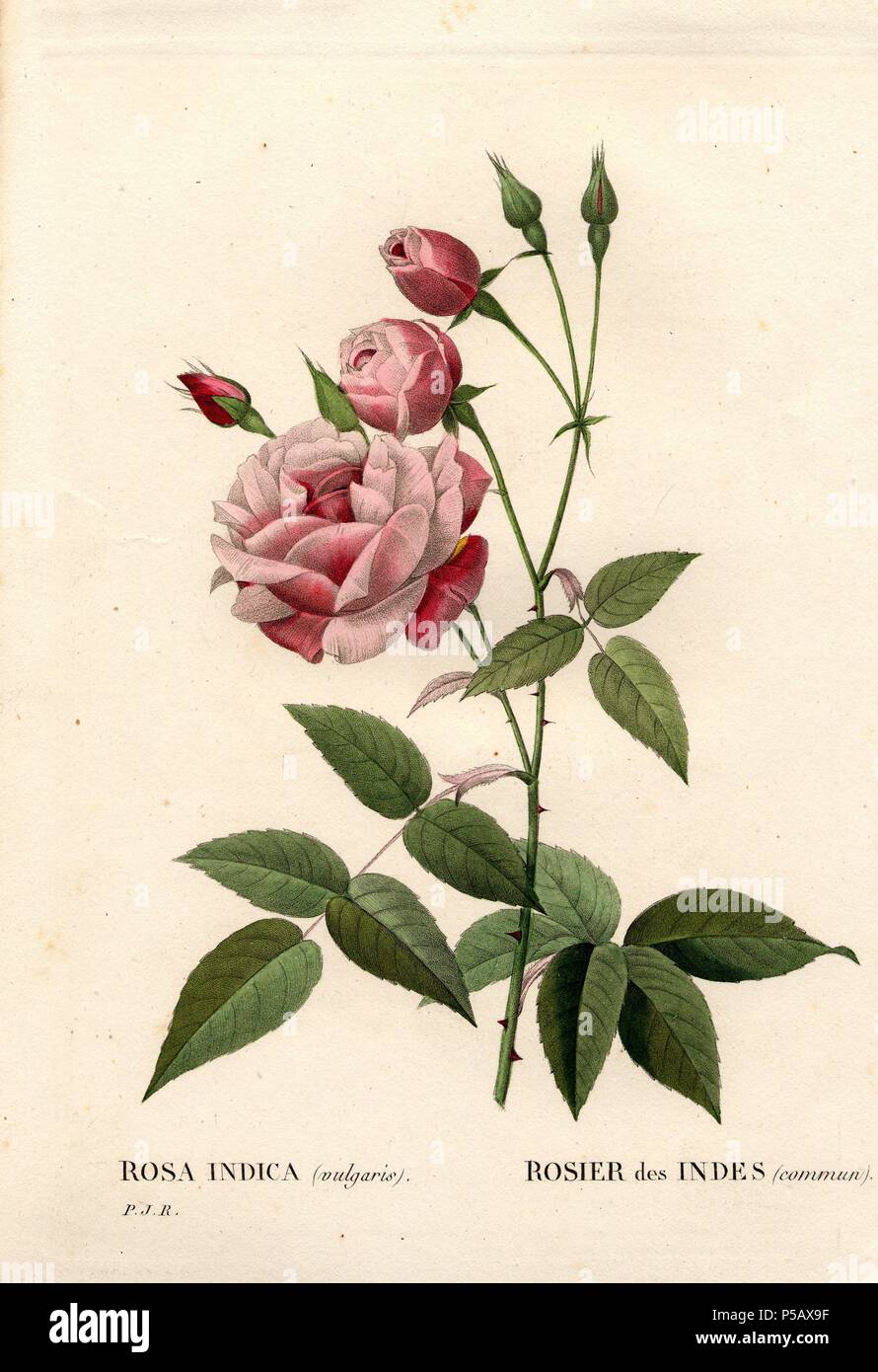 Old blush rosa, rosa chinensis Rosier Des Indes commun. Imbianchini Handcolored incisione su rame di Pierre Joseph Redoute 'Les Roses", Parigi, 1828. Redoute fu artista botanico di Maria Antonietta e imperatrice Giuseppina. Dipinse oltre 170 acquerelli di rose dai giardini del Malmaison. Foto Stock