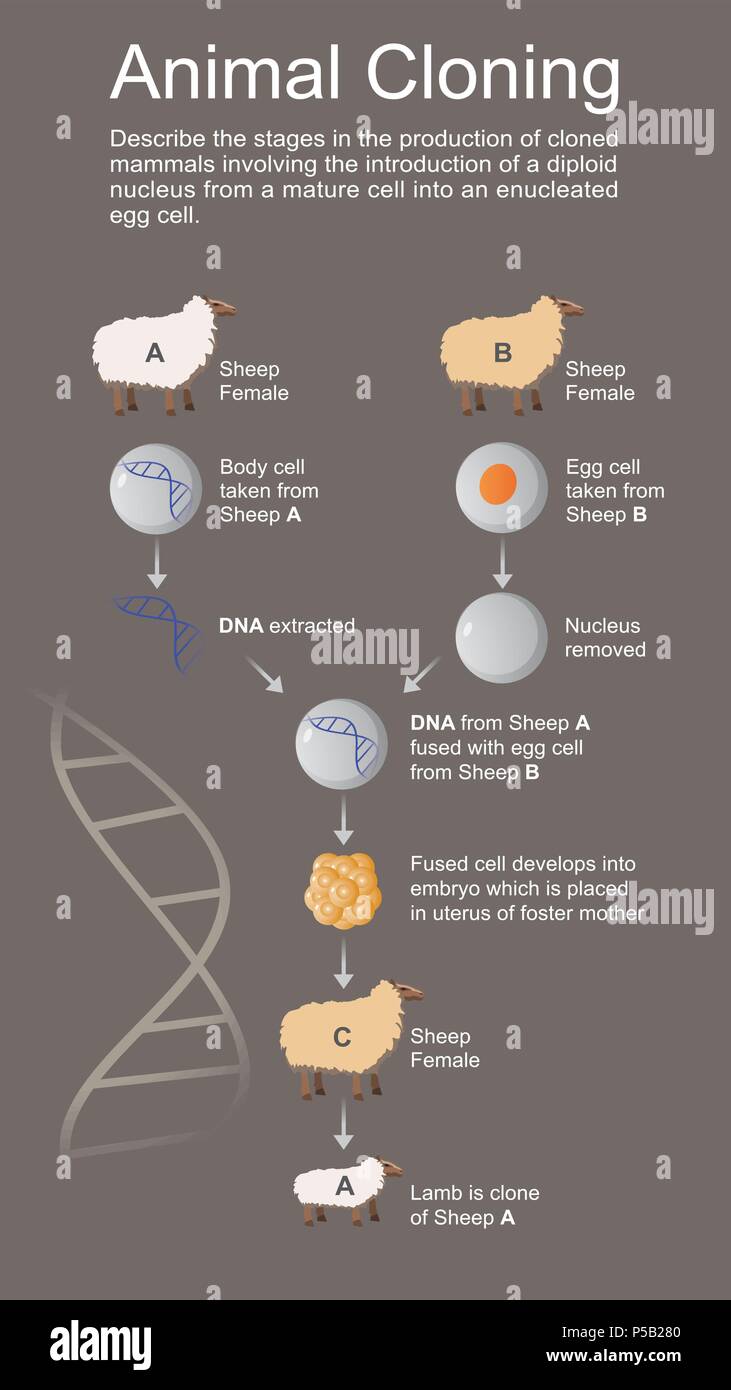 La clonazione è la più recente evoluzione di assistita selettiva selezione e riproduzione nella zootecnia. La clonazione degli animali è un modo affidabile di riproduzione superiore liv Illustrazione Vettoriale