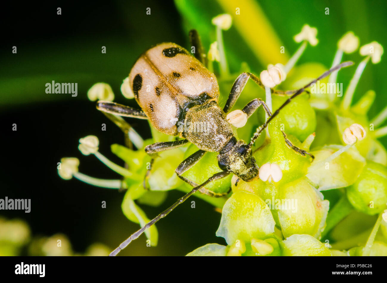 Ripresa macro di un coleottero Foto Stock