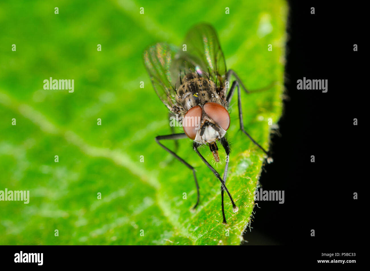 Ripresa macro di una mosca Foto Stock