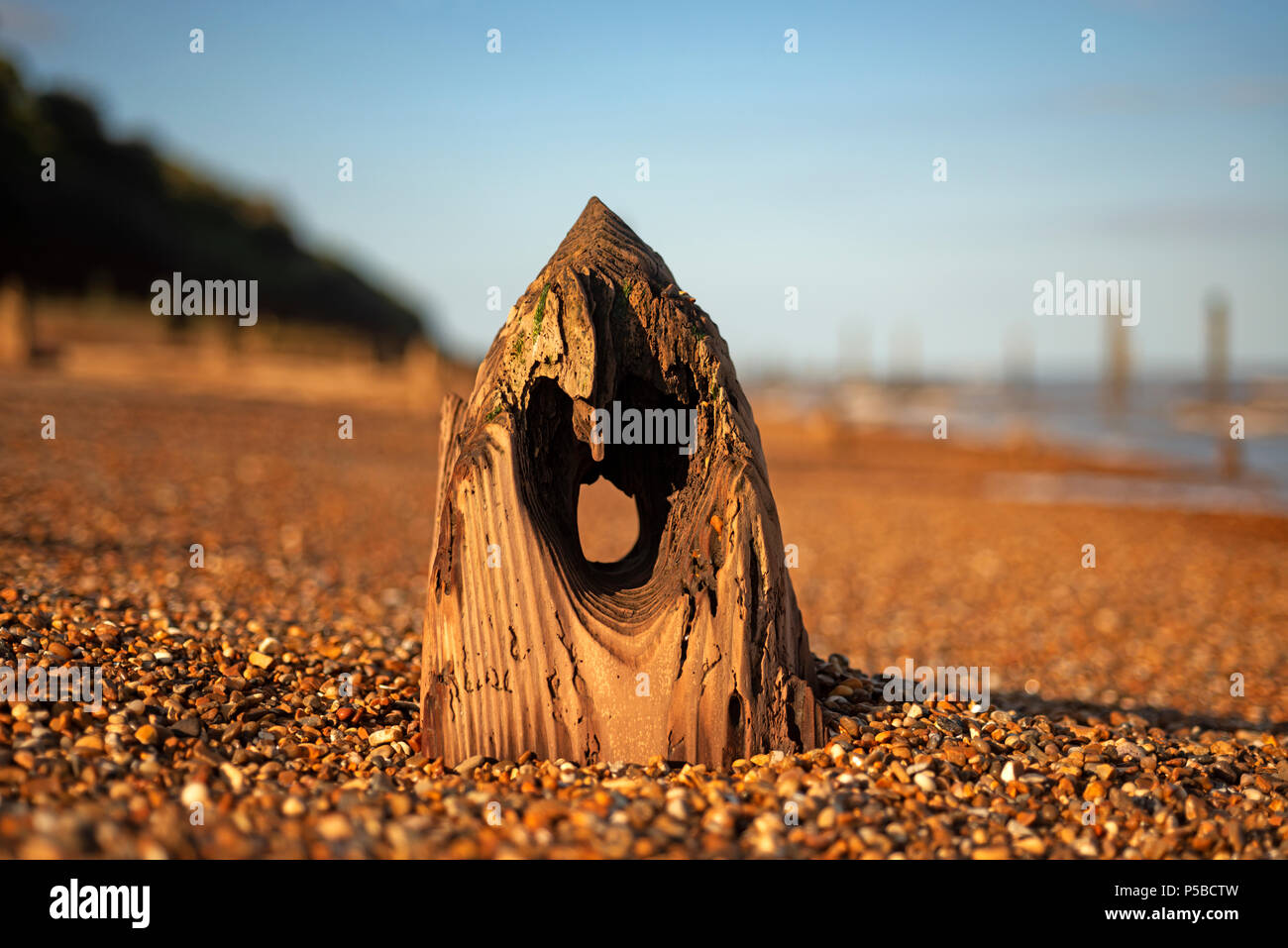 100-anno di legno vecchio groyne erose dal mare Foto Stock