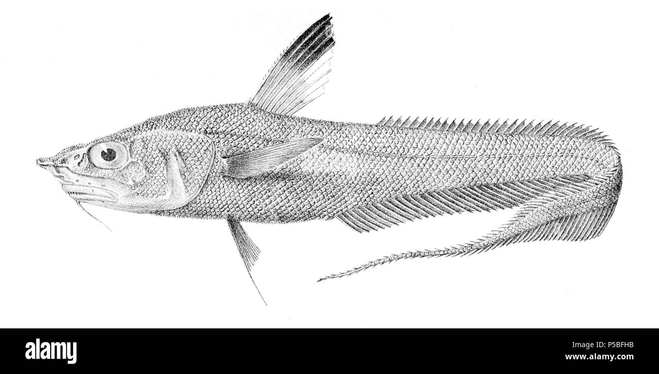 N/A. Coryphaenoides ferrieri . 1913. Arthur Hodson Searle (1839-1914) nomi alternativi A. H. Searle Descrizione British disegnatore e incisore specializzato su illustrazioni scientifiche, principalmente in conchology e Paleontologia Data di nascita e morte 1839 1914 sede di lavoro Londra 22 St. George's Ave, Tufnell Park, Londra (1905) Autorità di controllo : Q18507855 VIAF:8998445 ISNI:0000 0000 3246 2315 LCCN:N89673351 Koninklijke:263084272 WorldCat 383 Coryphaenoides ferrieri Foto Stock