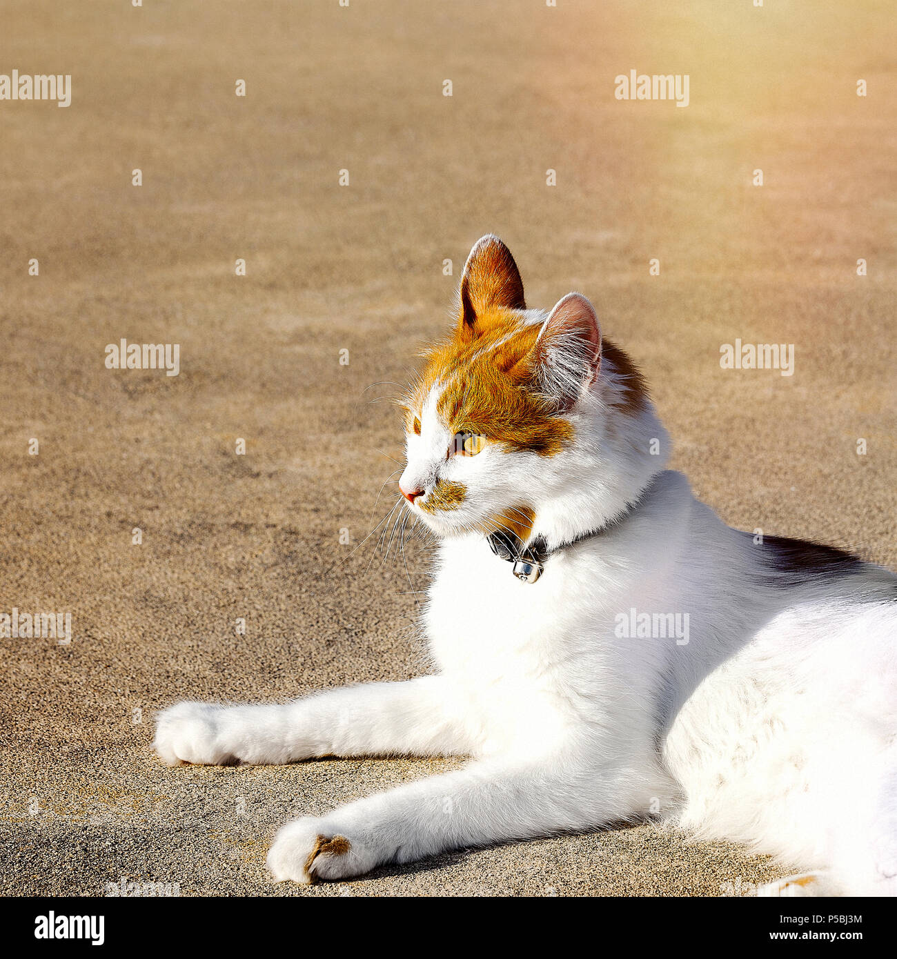 Kitty Cat rilassarsi sdraiati su un golden superficie ghiaioso cercando. Immagine di stock. Foto Stock