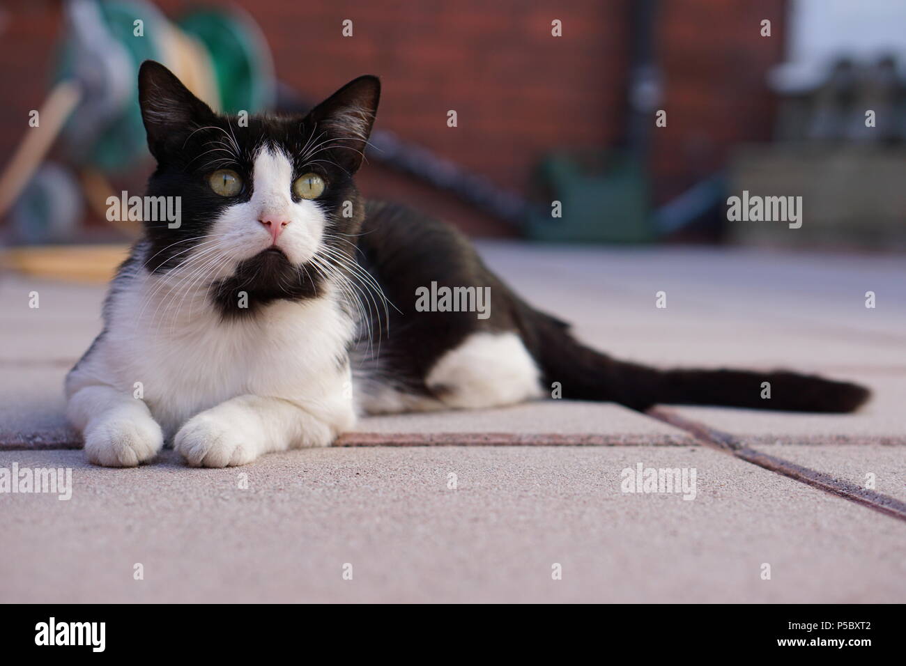 Bianco e nero cat Foto Stock