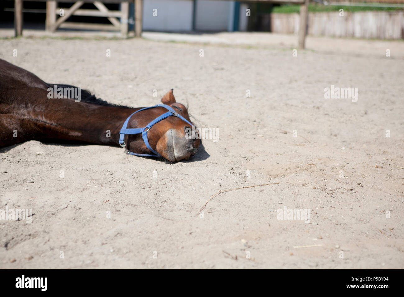 Un cavallo marrone è dormire sdraiati al sole su un paddock Foto Stock