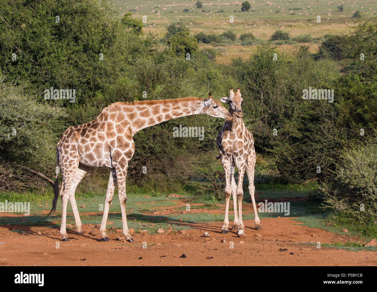 Adulti e giovani sudafricani o Cape Giraffe (G.g.giraffa) che mostrano l'interazione tra loro al Parco Nazionale di Pilanesberg, Sudafrica in natura Foto Stock