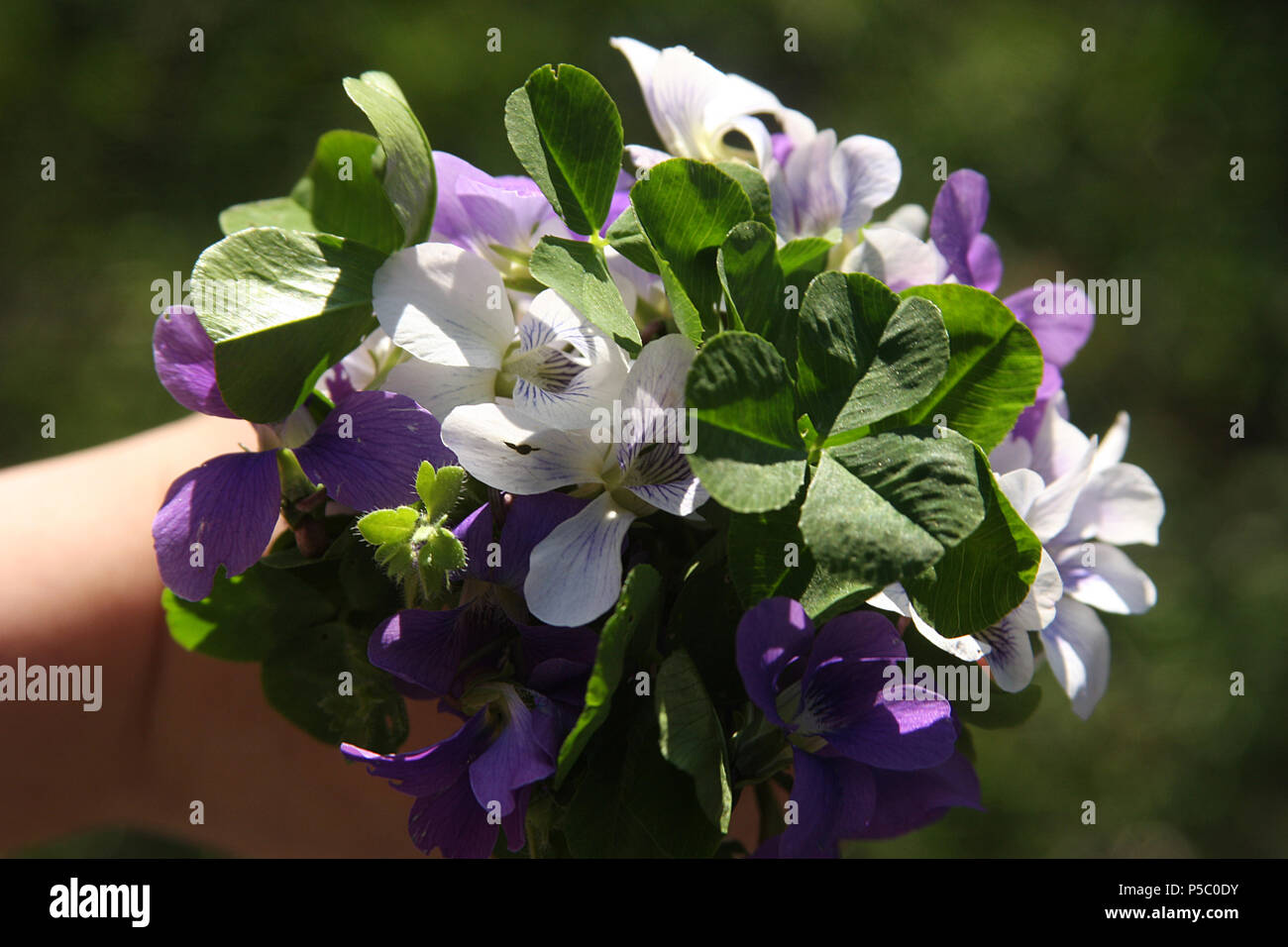 Piccolo mazzo di violette selvatiche Foto Stock