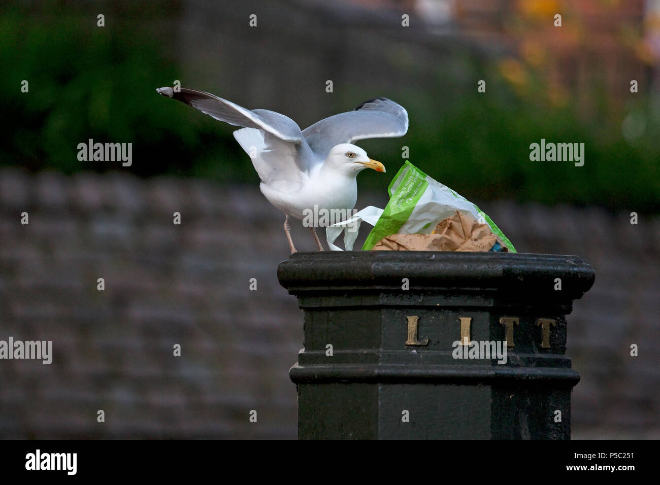 Aringa Gabbiano (Larus argentatus) Foto Stock