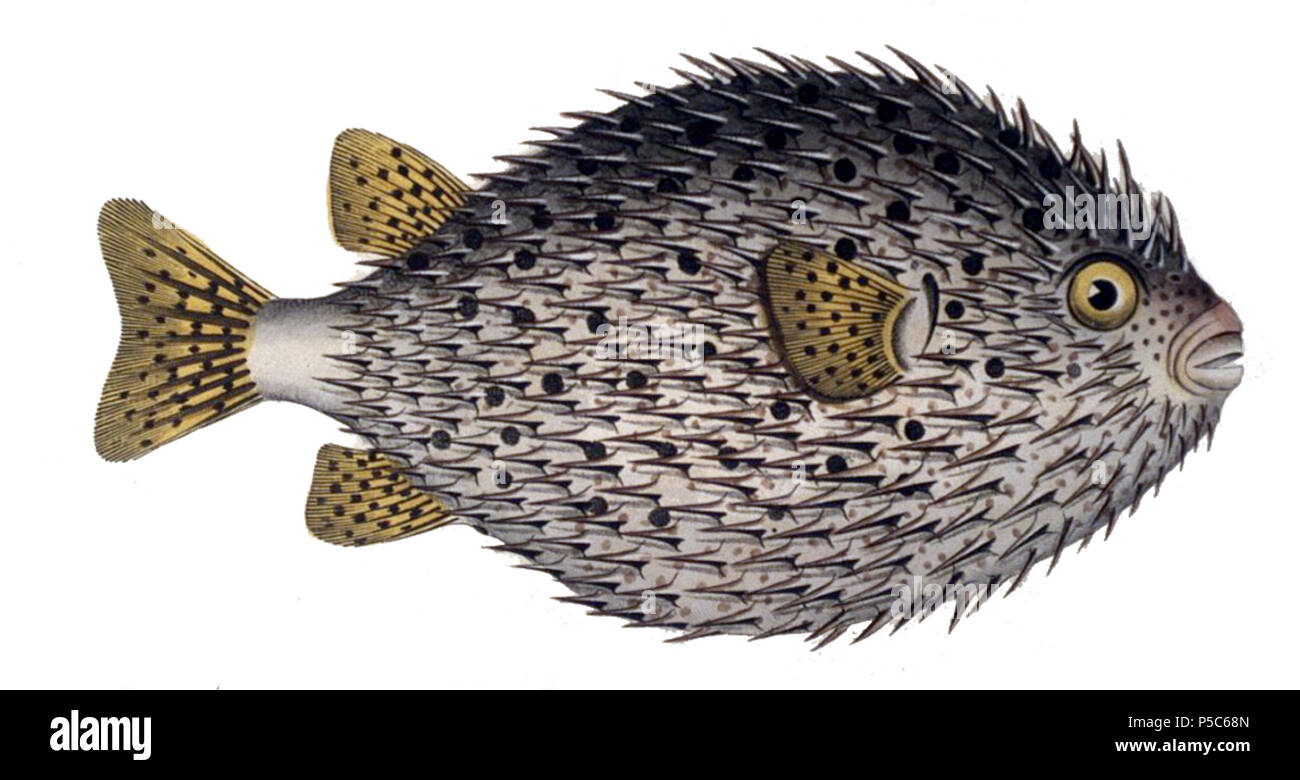 N/A. Inglese: Diodon hystrix . tra 1795 e 1797. Krüger 455 Diodon hystrix1 Foto Stock