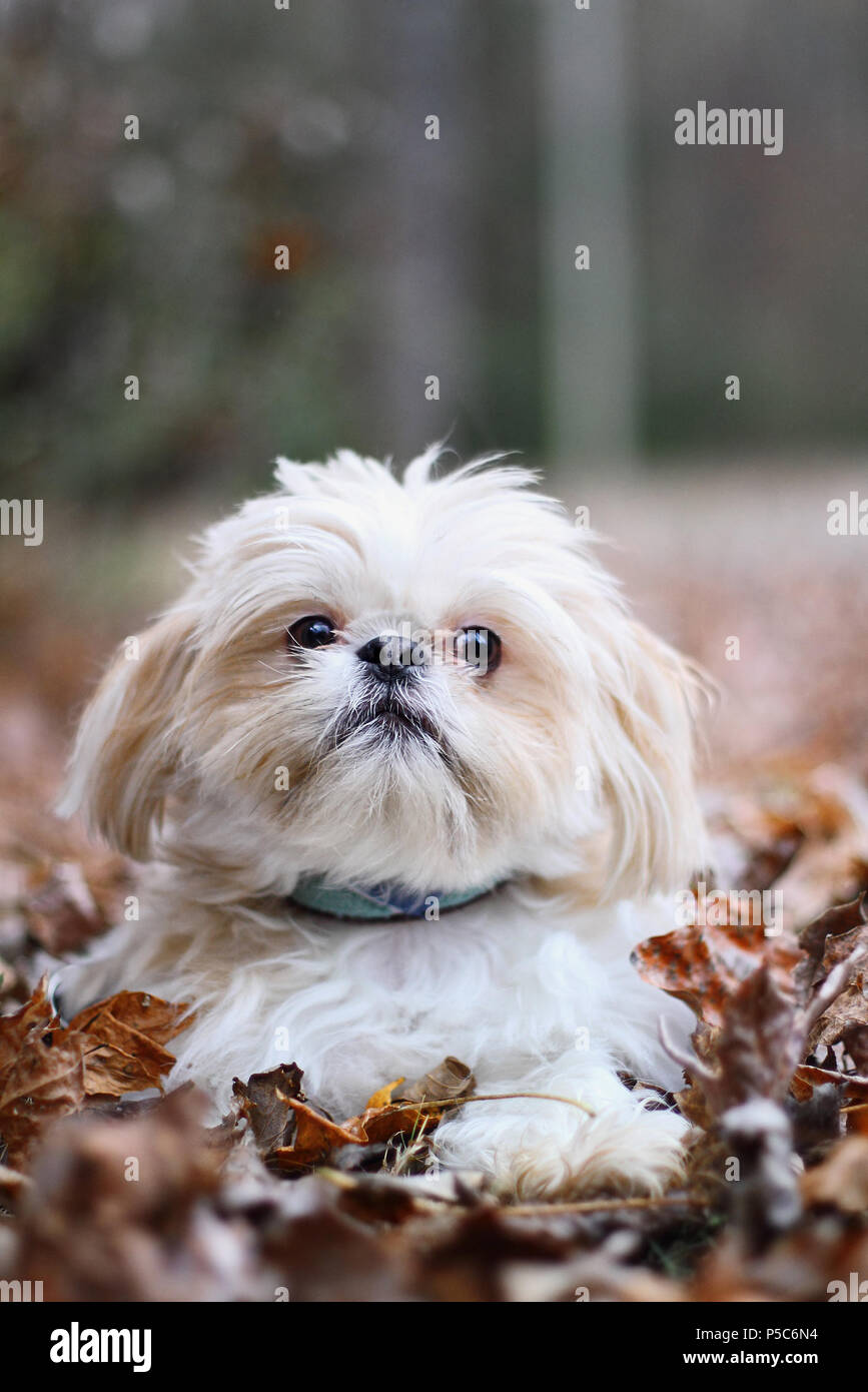 Adorabile bionda Shih Tzu in piedi in un colorato Foglie di autunno. Foto Stock