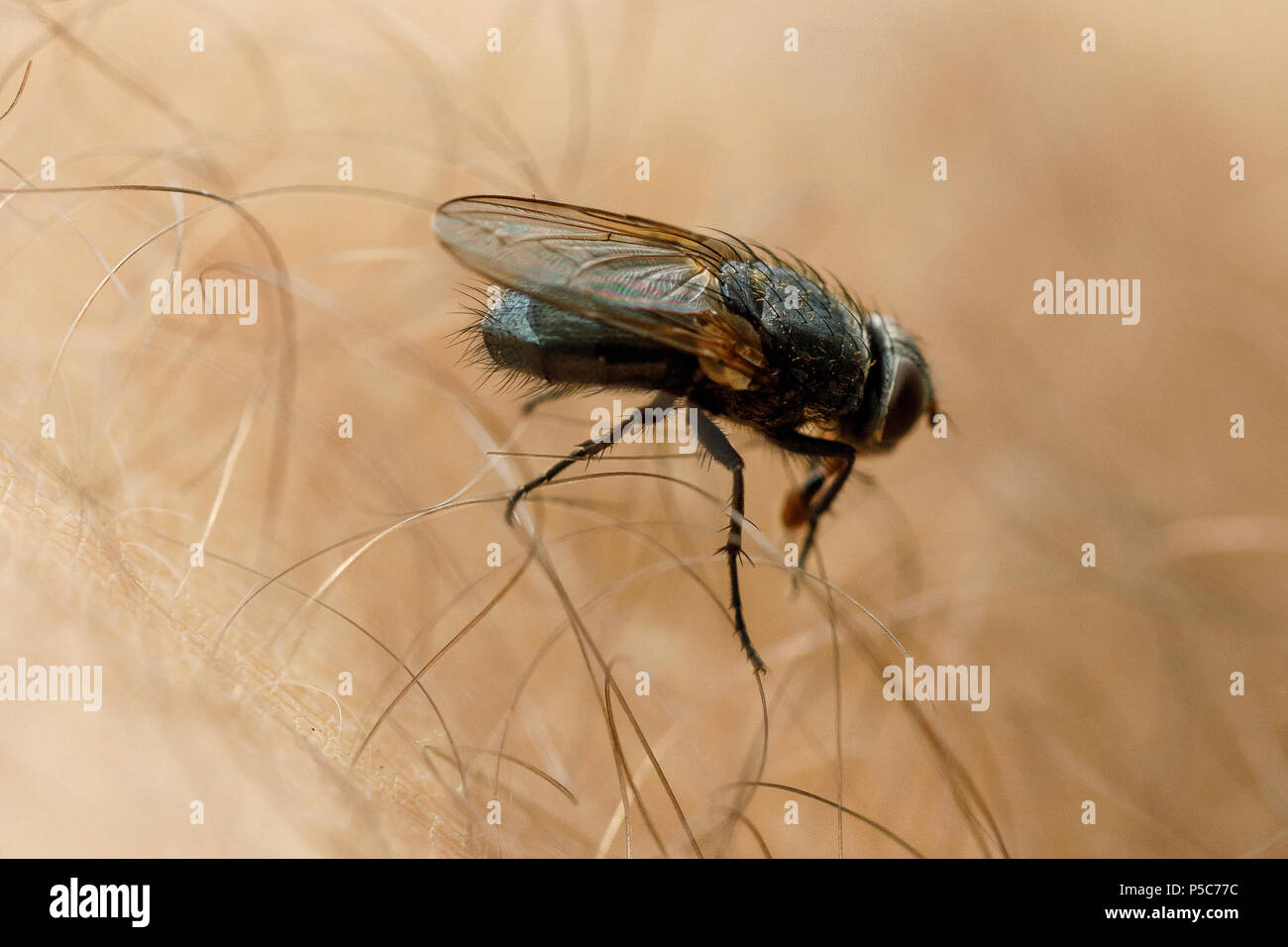 Fly si siede sulla pelle umana. Foto Stock