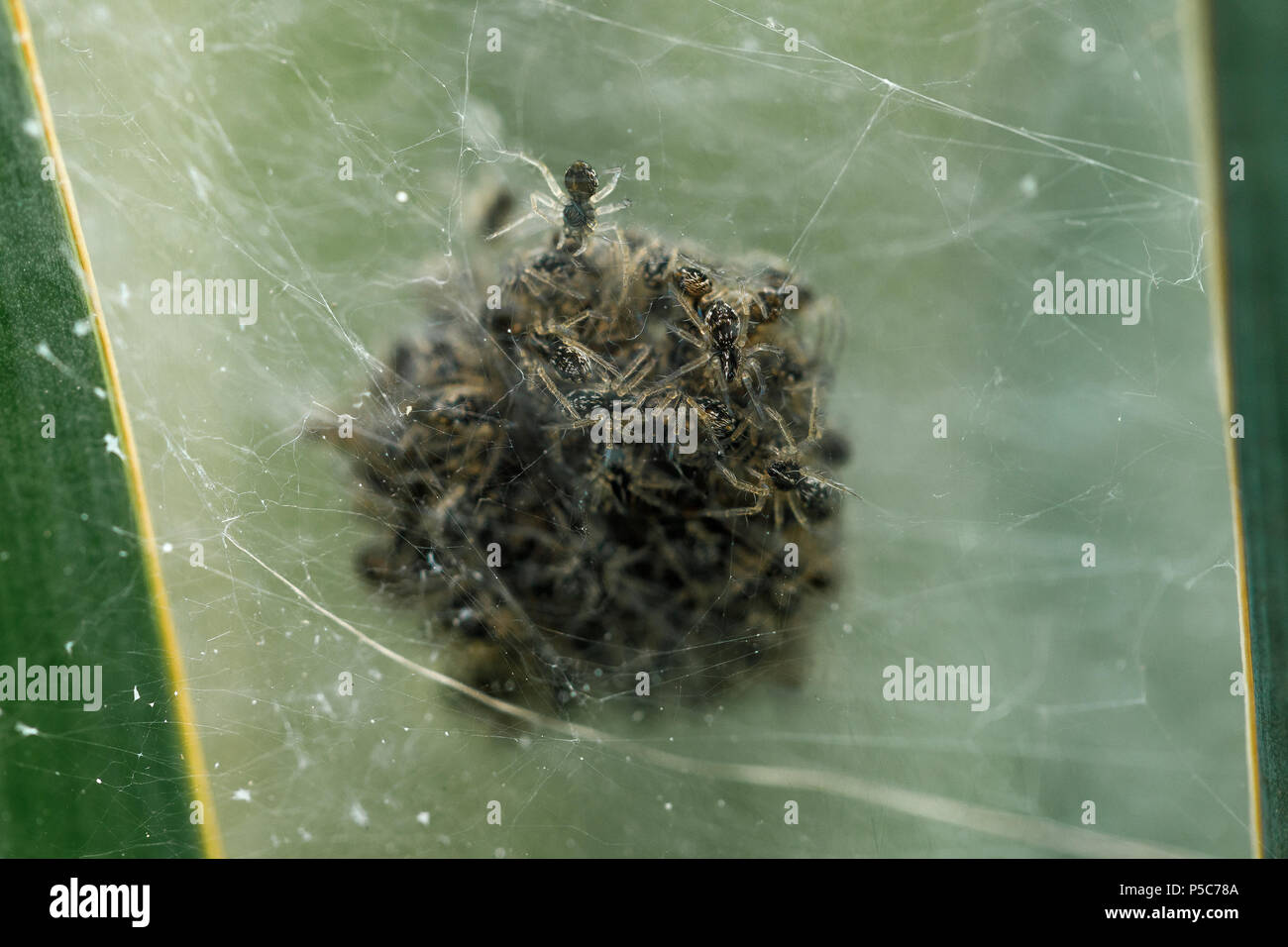 Nido di ragni piena di ragni Foto stock - Alamy