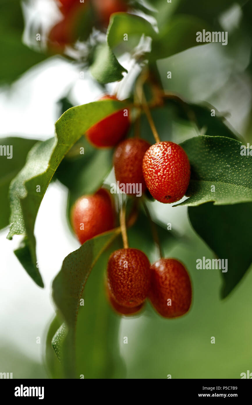 La succursale con fresche e mature bacche di goji Foto Stock