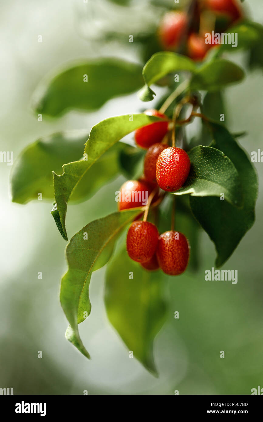 La succursale con fresche e mature bacche di goji Foto Stock