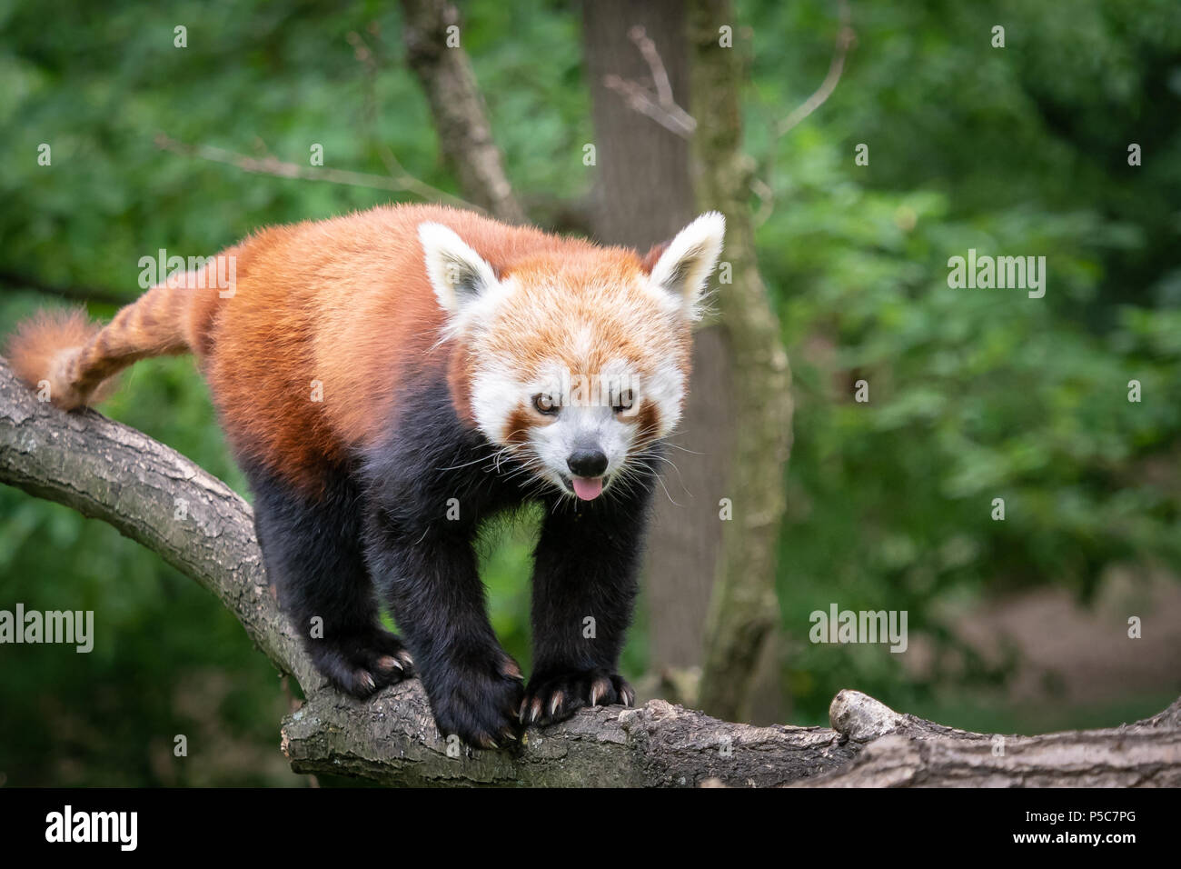 Regalo Bambino Didattico L'orso Panda E I 28 Animali In Pericolo Di Estinzione Puzzle Educativo Animali