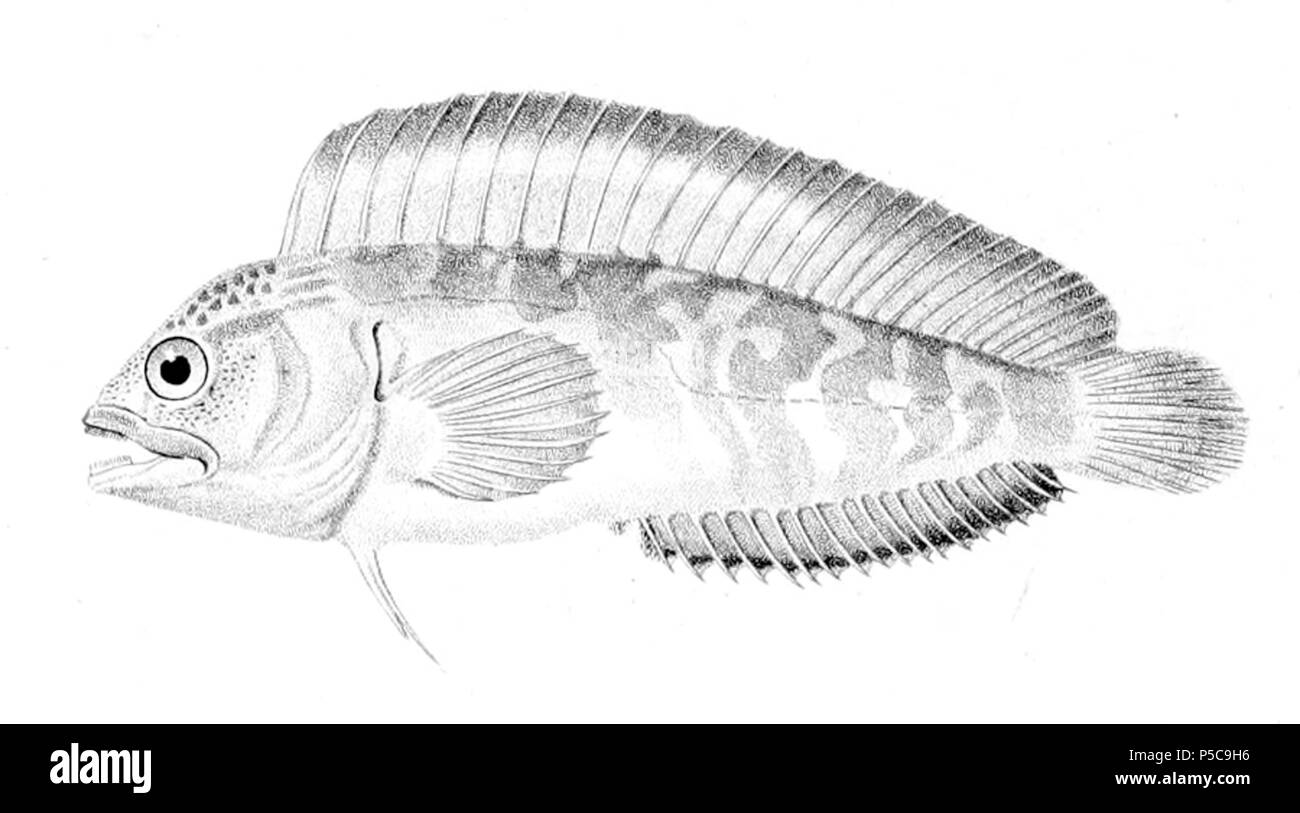 N/A. Chasmodes bosquianus . 1828. P. Oudart 334 Chasmodes bosquianus Foto Stock