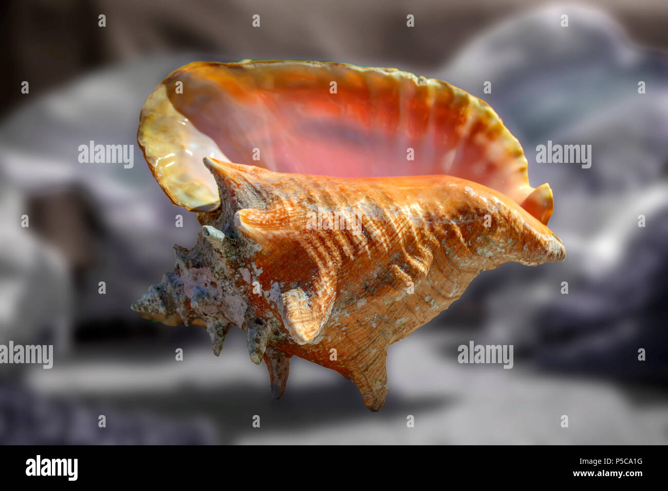 Perla shell di un mare crostacei close-up Foto Stock