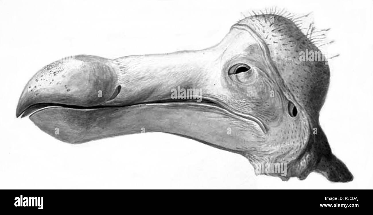 N/A. Recentemente scoperto schizzo dell'Ashmolean Dodo testa a Oxford, prima della dissezione. prima del 1848, pubblicato per la prima volta nel 2006. William Clift 1775-1849 459 Dodo testa Foto Stock